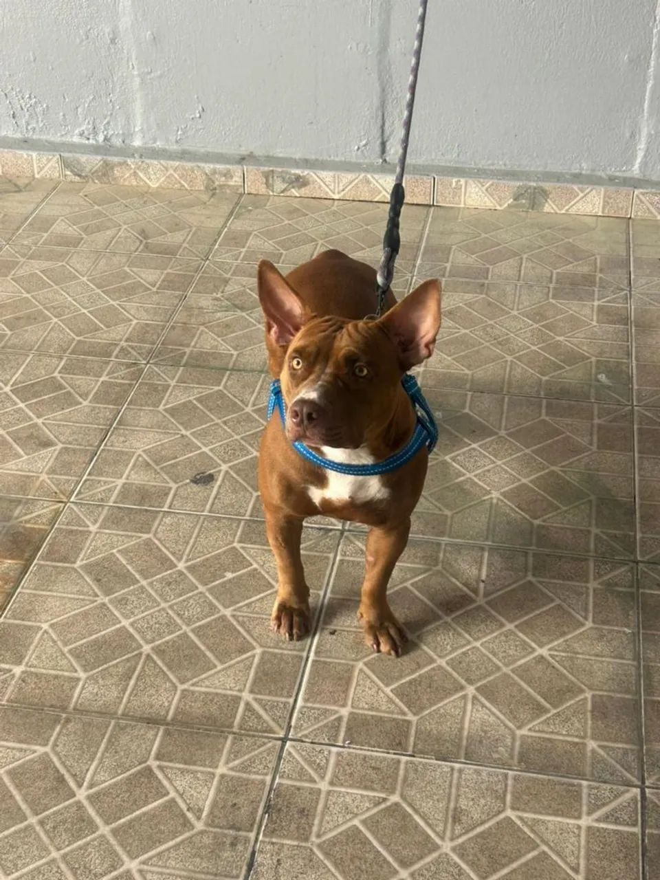 Procuro macho pra cruza  - Foto 3