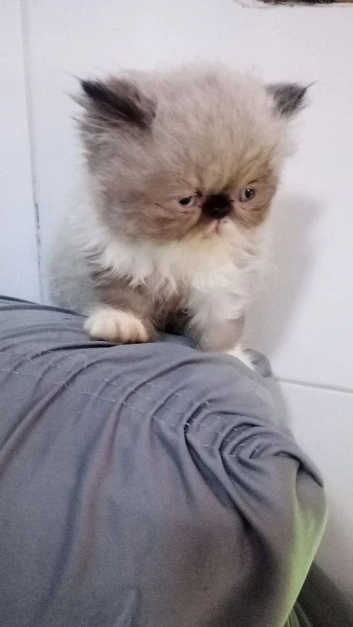 gato persa  - Foto 5