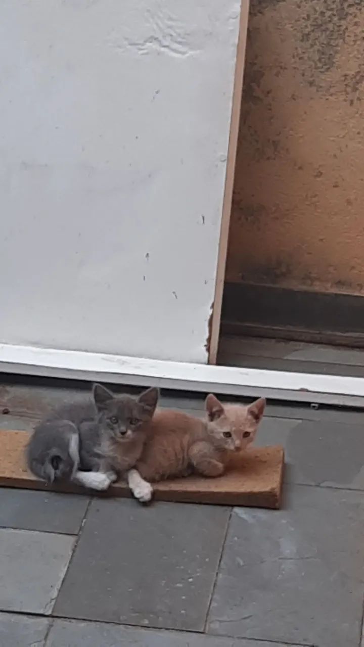 Gatinhos - Foto 5