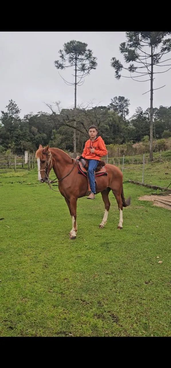 Cavalo  - Foto 4