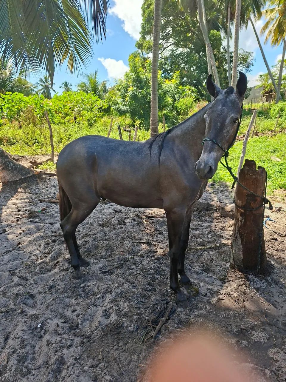 Potro Mangalarga  - Foto 4