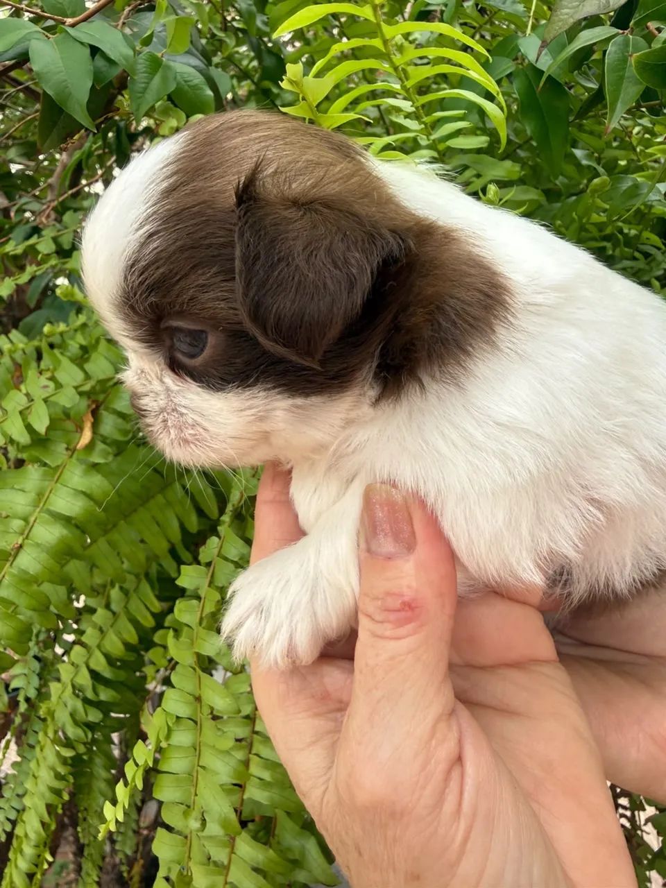 Shihtzu puros - Foto 5