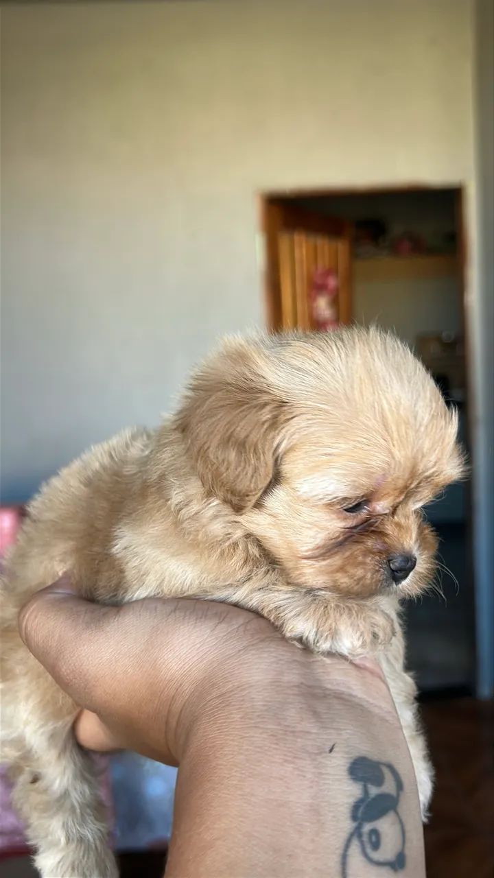 Macho maltês  - Foto 2