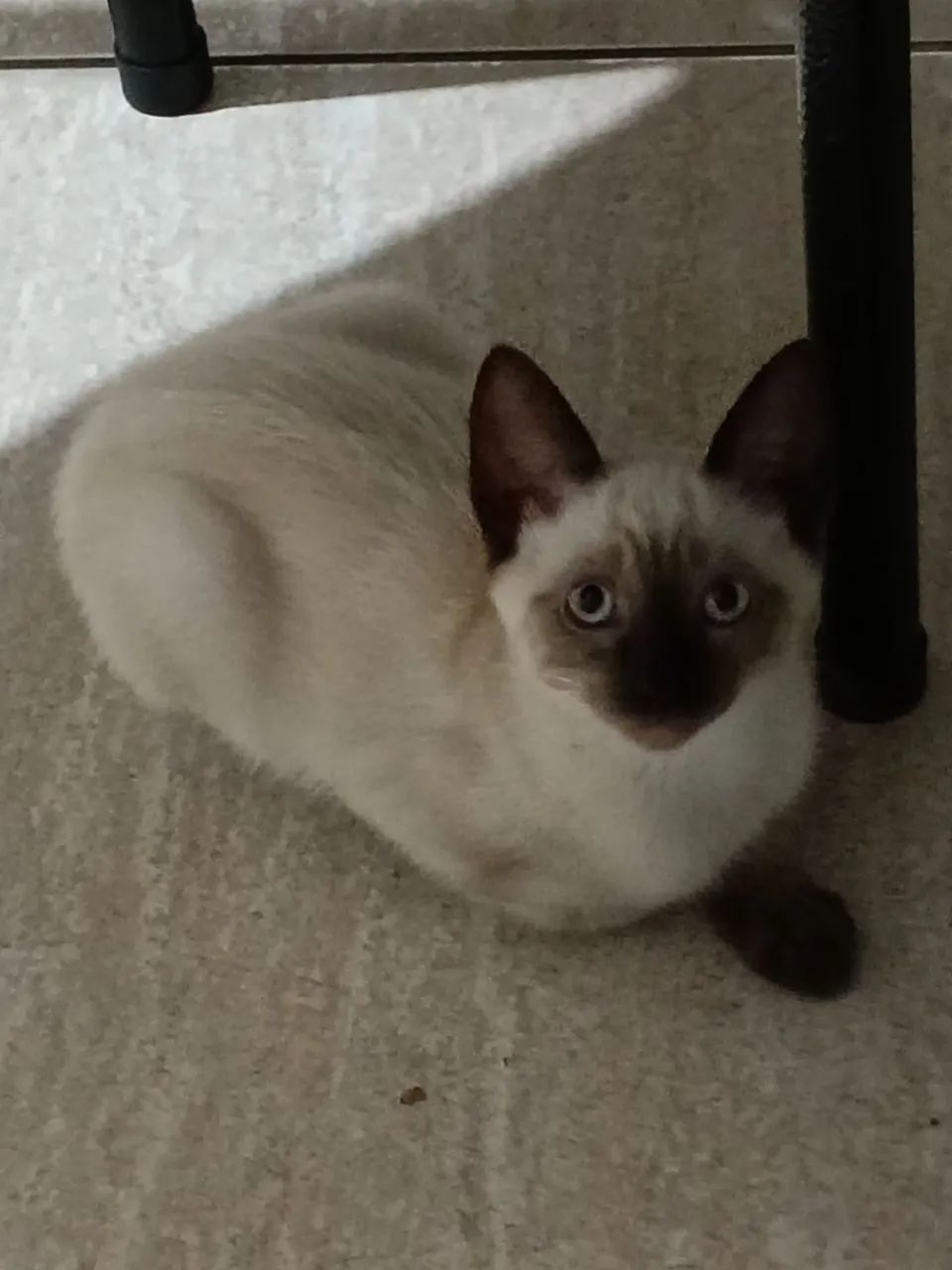 Gatinhas irmãs - Foto 5