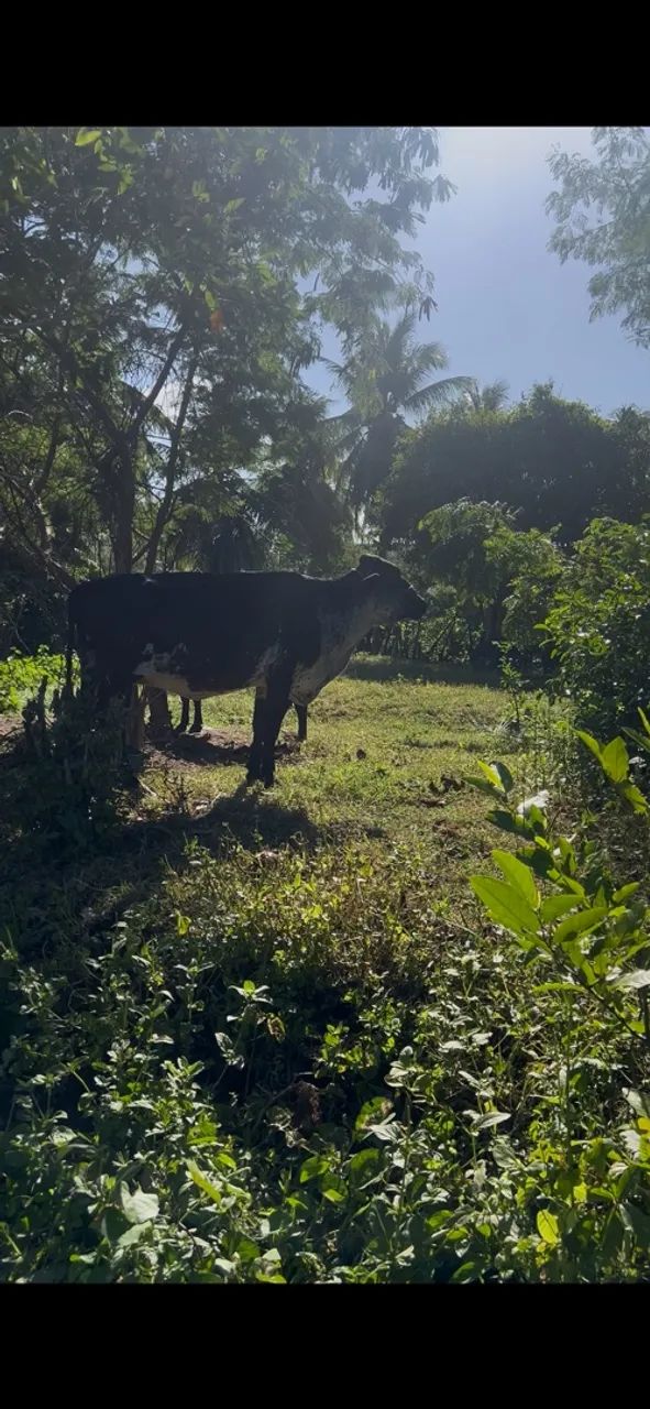 Vendo vacas  - Foto 3