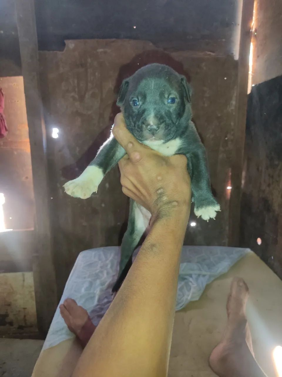 Cachorro Pitbull 