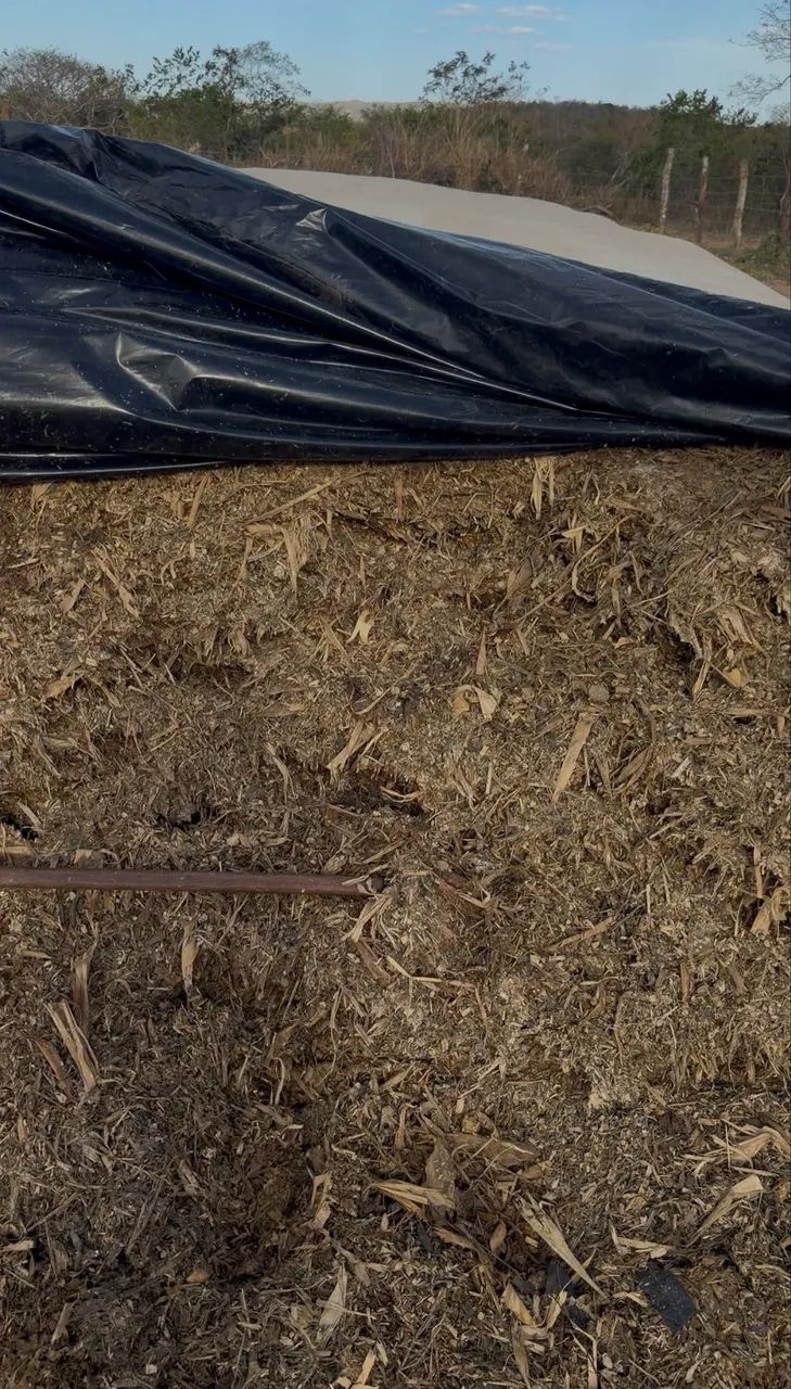 Silo com milho  - Foto 2