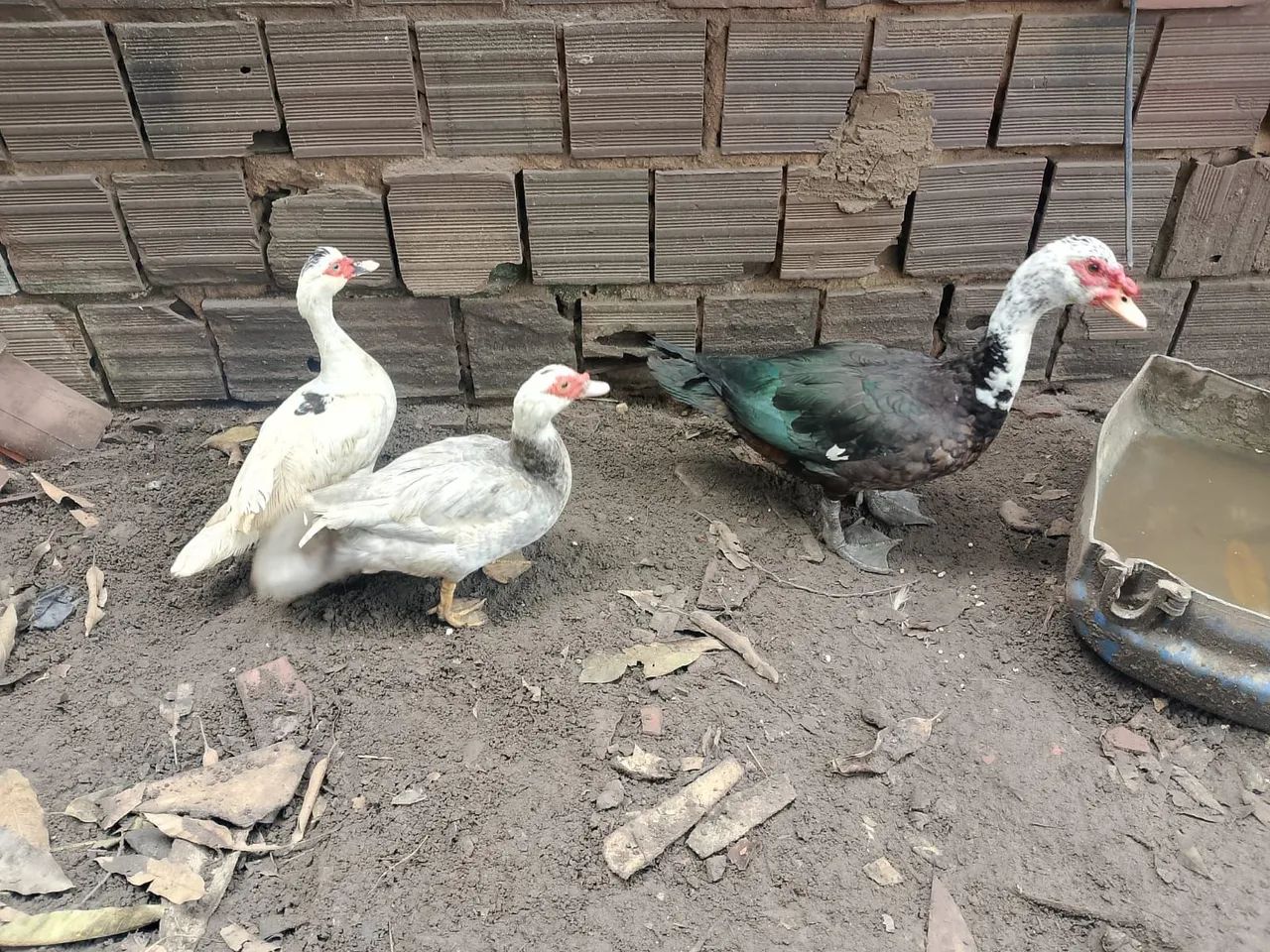 Patos
