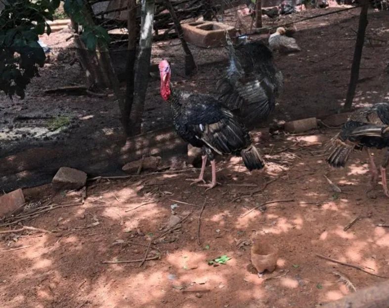 Vende-se Peru macho  - Foto 2