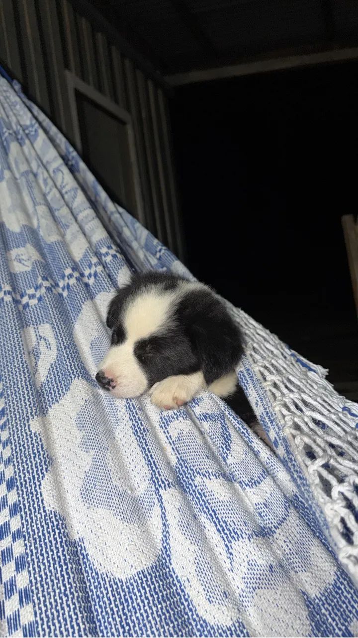 Cachorro Border Collie  - Foto 3