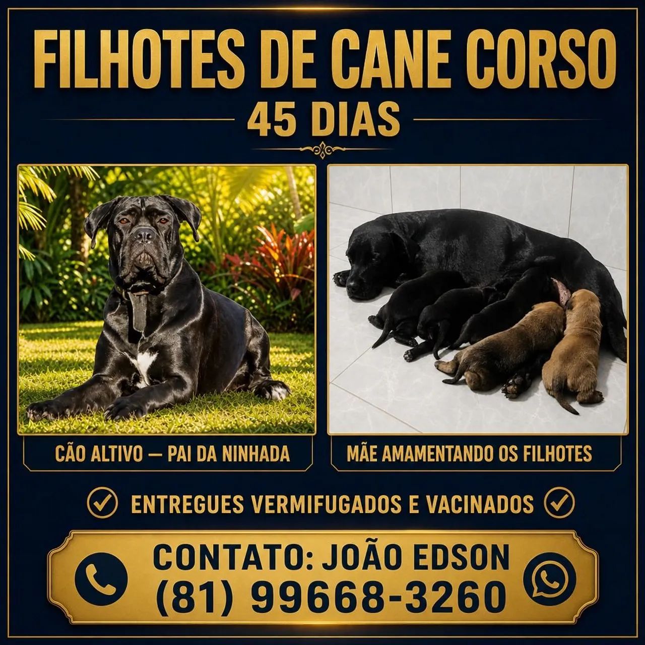 Cane corso- 45 dias 