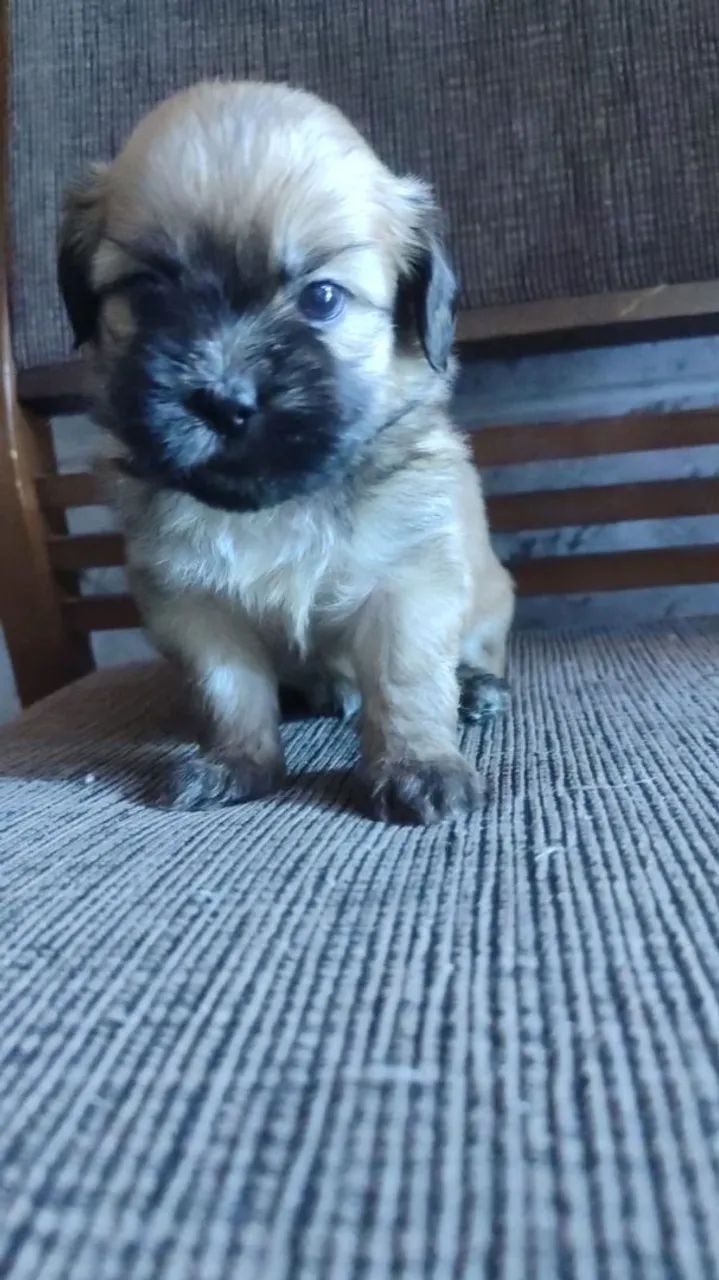 SHITZU macho  - Foto 3