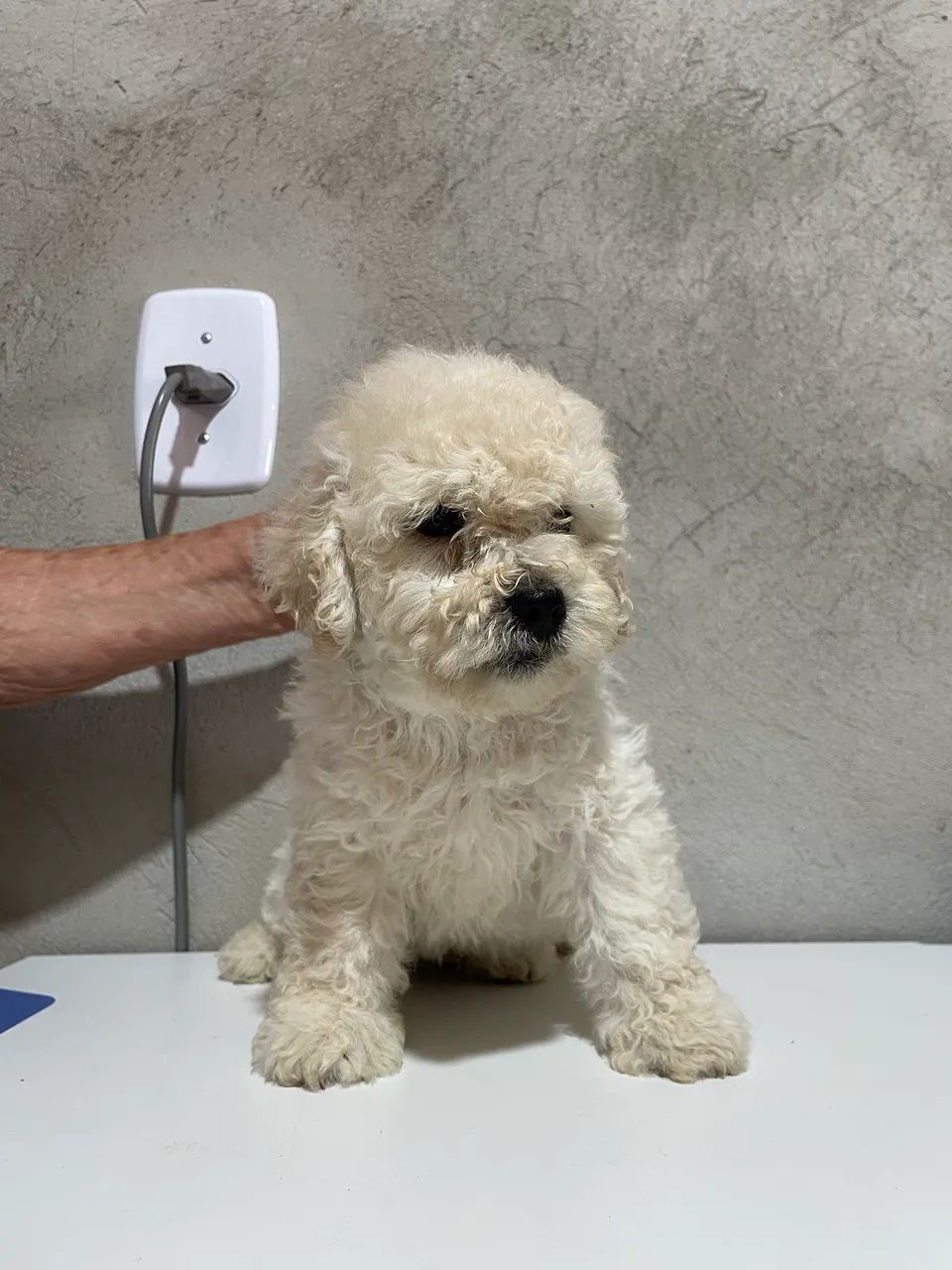 Poodle Macho  - Foto 5