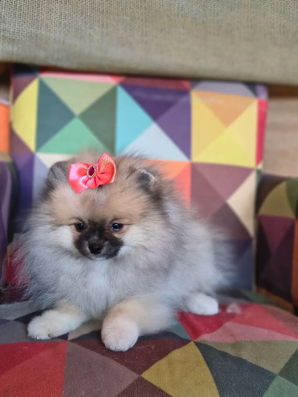 SPITZ ALEMÃO FÊMEA  - Foto 2