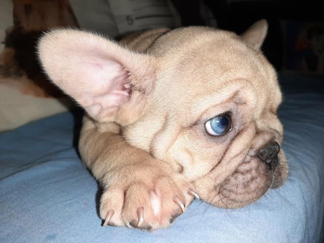 Buldogue francês - Foto 2