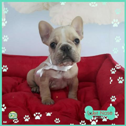 Bulldog Frances Linda femea em Promoçao com 30% de desconto a vista na Wet Nose