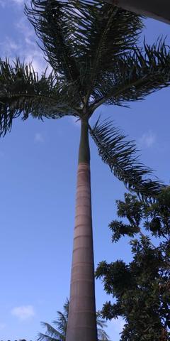 Coqueiro - Foto 2