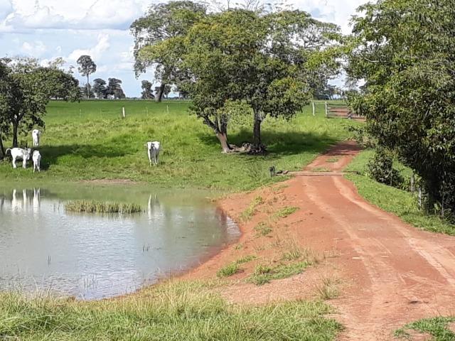 Fazenda Terra de cultura em Arenapolis - Foto 12