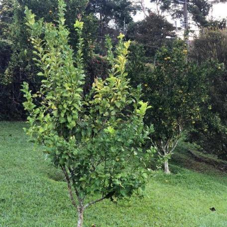 terreno na AMAVALE Raridade - Foto 8
