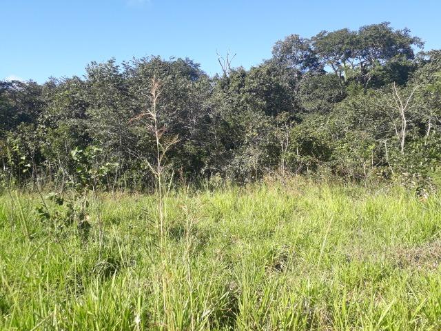 Fazenda com dupla aptidão em Rosário Oeste Mato Grosso - Foto 20