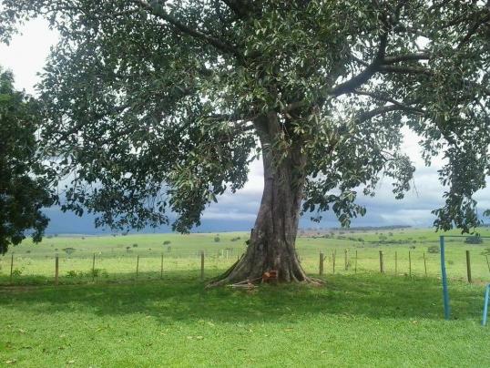 Chácara à venda, 20000 m² por R$ 350.000,00 - Zona Rural - Presidente Venceslau/SP - Foto 13