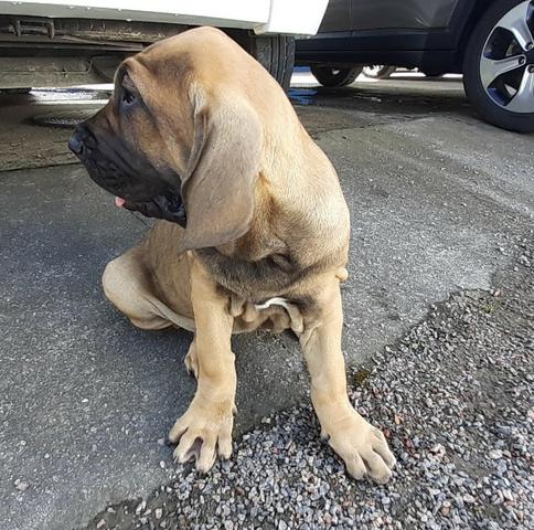 Filhotes de Fila Brasileiro - 1 macho e 2 fêmeas