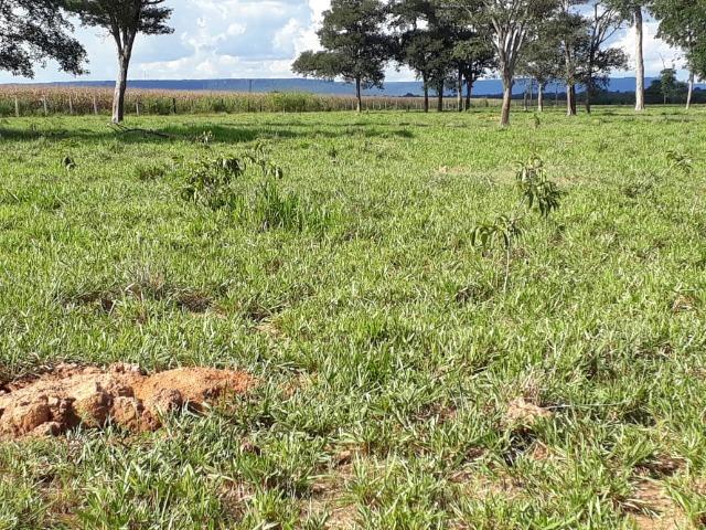 Fazenda Terra de cultura em Arenapolis - Foto 20