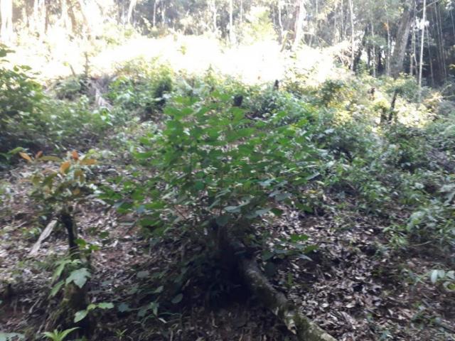 Terreno à venda, 5400 m² - Carlos Guinle - Teresópolis/RJ - Foto 4