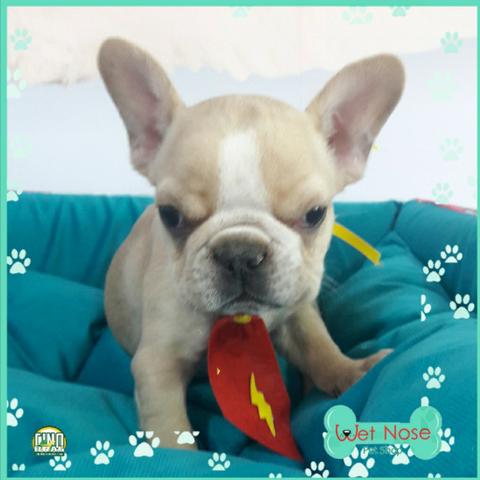 Bulldog Frances - Lindo Macho com 30% de Desconto a vista na Wet Nose