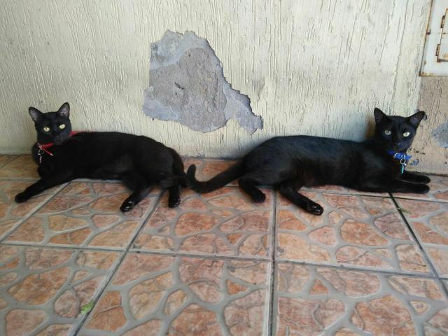 Doa-se casal de Gatos - Foto 2