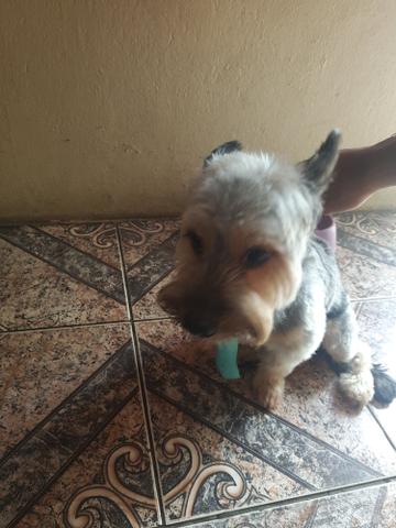 Procurando uma Namorada tenho 2 anos - Foto 4