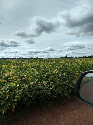 Alugo Fazenda no Ms Arrendamento 300 alq - Foto 6