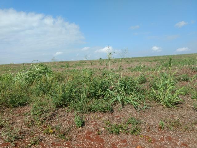 Alugo Fazenda p Arrendamento no Ms 1000 há - Foto 20