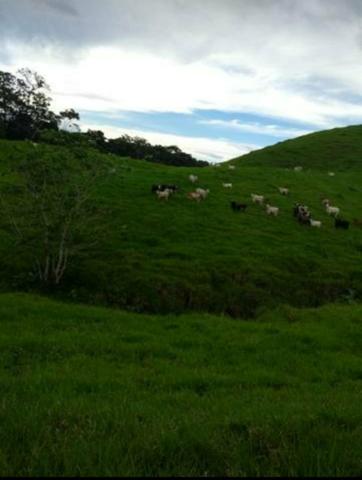 Fazenda ( Colônia) - Foto 7