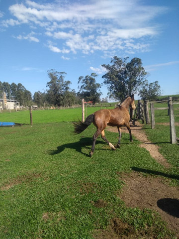 Vendo - Foto 4