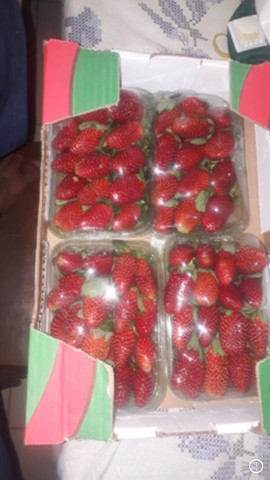 Morangos ? em marabá