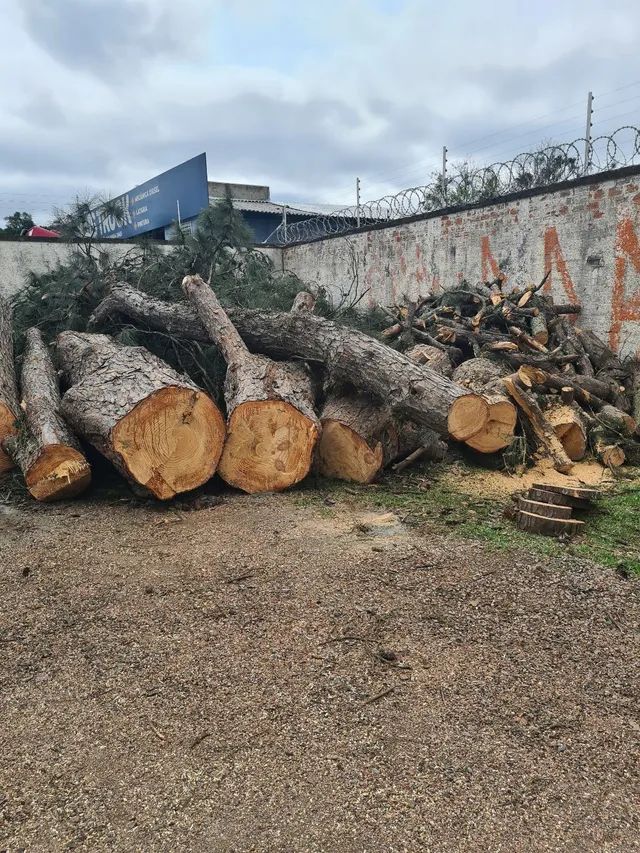 Corte e poda de árvores  - Foto 2