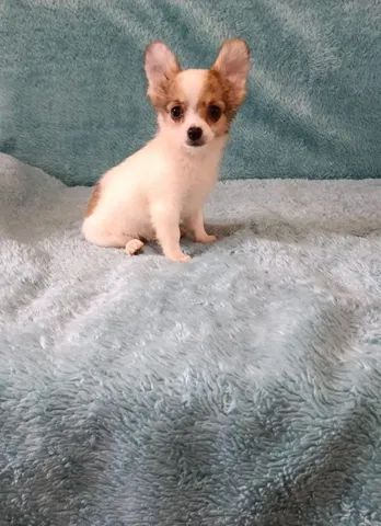 Chihuahua pelo longo macho  - Foto 5