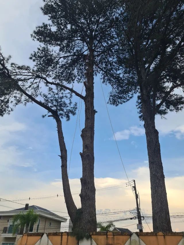 Corte e poda de árvores  - Foto 5