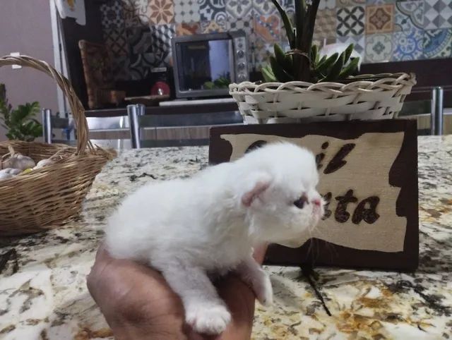 Gatos Persa Himalaio disponíveis - Foto 3