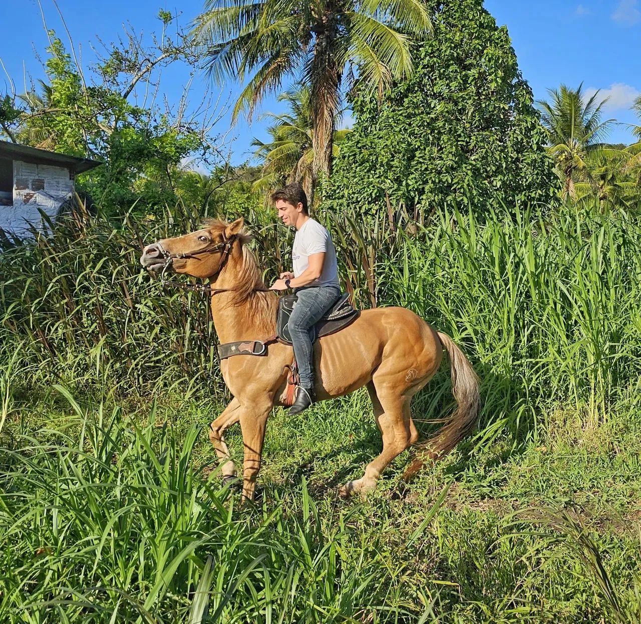 Cavalo de Vaquejada 