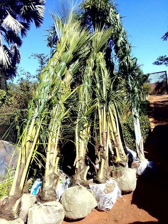 Coco anão 620 reais - Foto 5