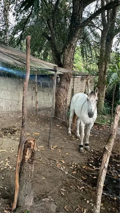 Cavalo Manga Larga. - Foto 3