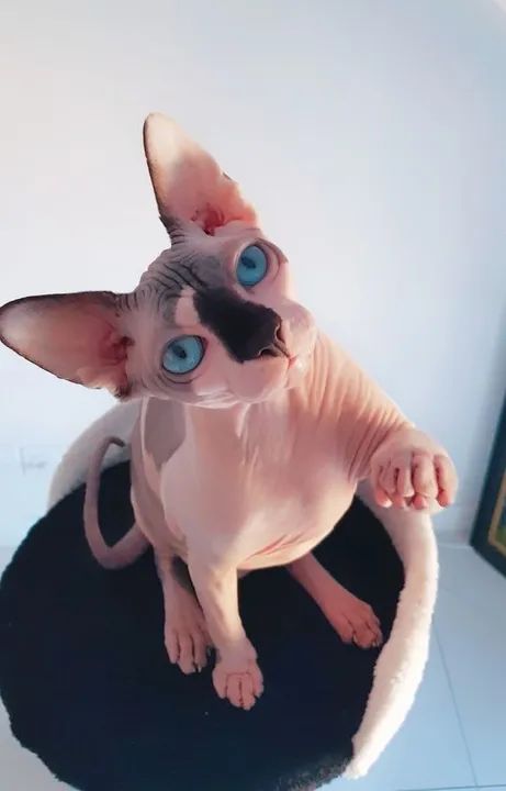 Sphynx - Olhos azuis 