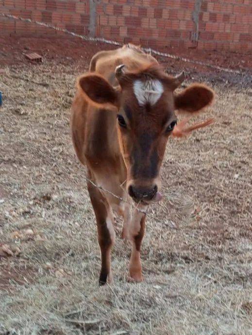 Vaca Mini Jersey  - Foto 2