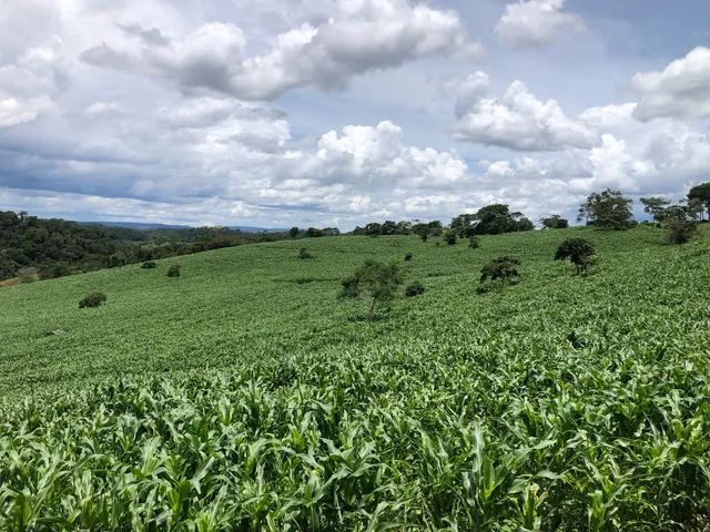 Fazenda 350 Hectares  - Foto 2