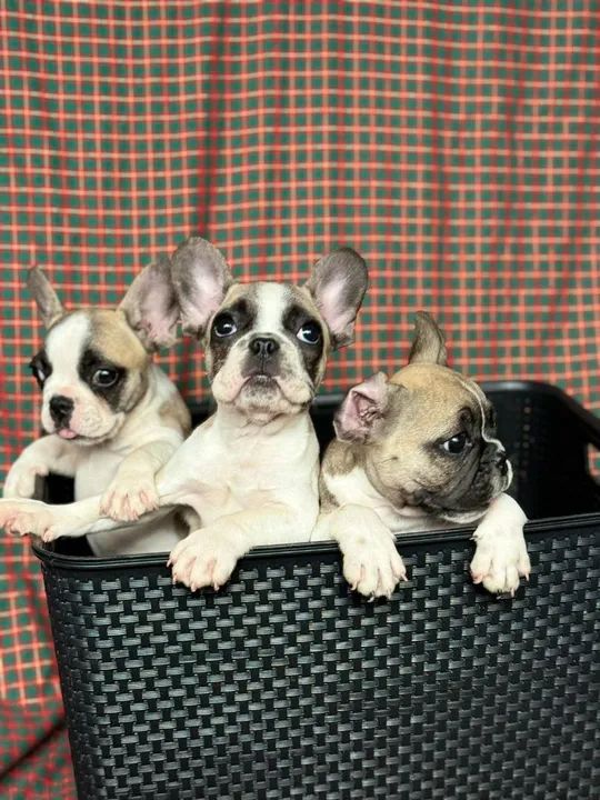 Lindas filhotes de Bulldog Francês fêmea  - Foto 2