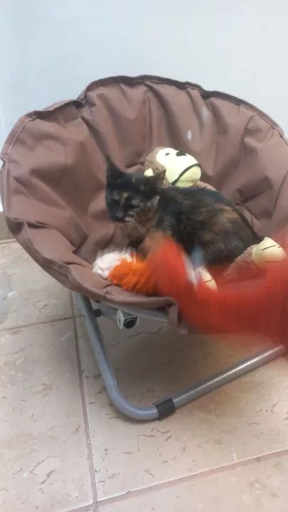 Doação responsável - Foto 3