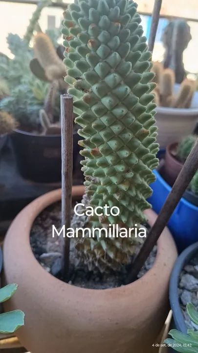 Cacto mammillaria 