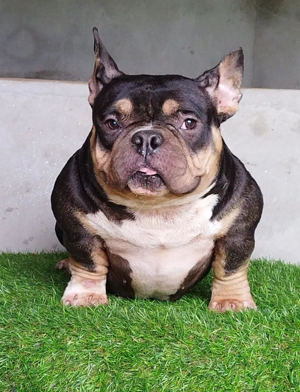 American Bully nano fêmea Urgente  - Foto 4
